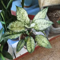 فروش گل به صورت تکی و عمده