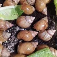 فروش حلزون بالغ وتخمگذار به قیمت مناسب