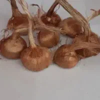 پیاز زعفران خواف