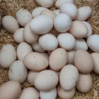تخم مرغ محلی