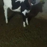 گاوهلشتاین