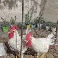 خروس|پرنده|شیراز, مسلم|دیوار