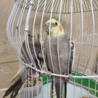 عروس هلندی|پرنده|رفسنجان, |دیوار