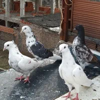 کبوتر پرشی|پرنده|ساری, |دیوار