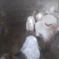 ۴راس گوسفند و۱راس بز|حیوانات مزرعه|باسمنج, |دیوار