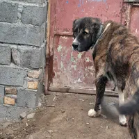 سگ گله|سگ|فریمان, |دیوار