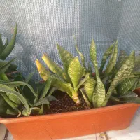 حراج حراج انواع گل|گل و گیاه طبیعی|شاهرود, |دیوار