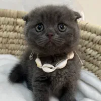 بچه گربه اصیل|گربه|مشهد, فدک|دیوار