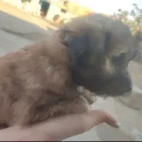 واگذاری یا معاوضه توله سگ های شیتزو اصل|سگ|میاندوآب, |دیوار