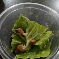 حلزون های آچاتینو