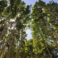 کود گوسفندی