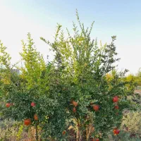 فروش-باغ-انار-6000-متری-با-آب-الوسجرد-محمود-آباد