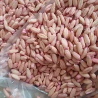گندم بذری دیم و ابی