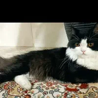 گربه نر پرشین اصیل|گربه|یزد, |دیوار