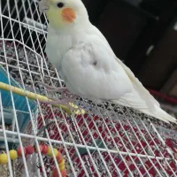 عروس هلندی لوتینو دستی|پرنده|بیرجند, |دیوار