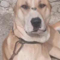 توله سگ اصیل افغان یک ساله