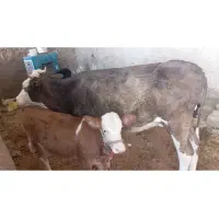 یه‌راس‌گاو‌و‌گوساله‌سمیتال