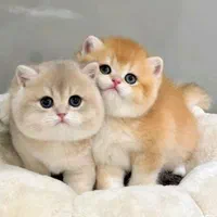 بچه گربه پرشین اسکاتیش بریتیش irancats