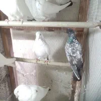 کبوتر|پرنده|رشت, بلوار گیلان|دیوار