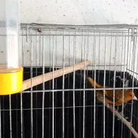 سهره قناری سرخ