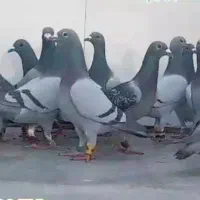 کفتر زدو خوردی جلوت هوا میکنم