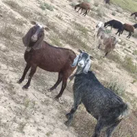 3عدد بز داشتی