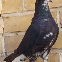 کفتر|پرنده|شیراز, نصرآباد|دیوار