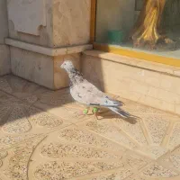 کبوتر هفترنگ|پرنده|قزوین, |دیوار