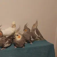 ۷ تا عروس هلندی