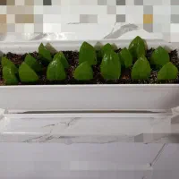 گل زاموفیلیا