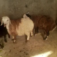 بره افشار|حیوانات مزرعه|اصفهان, ملک‌شهر|دیوار