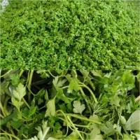 سبزی آماده 48تومان