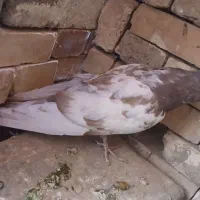 ۷ عدد کبوتر|پرنده|بروجن, |دیوار