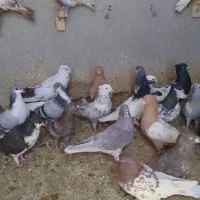 کبوتر رنگی|پرنده|شیراز, کفترک|دیوار