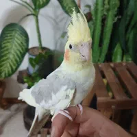 ۲عدد جوجه عروس ۳ماهه شیطون