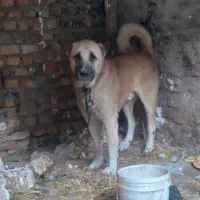 سگ سرابی|سگ|فاضل آباد, |دیوار