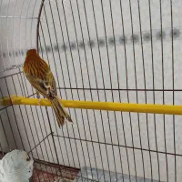 قناری سوخته با قفس