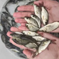 بچه ماهی ماهی ماهی درجه یک