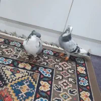 گم شده