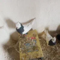 کبوتر زاغ کبوتر تهرونی کبوتر طوقی|پرنده|شهرضا, |دیوار