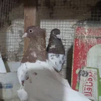 معاوضه چند جفت کله ای  با سگ قدرجونی یا زنبور|پرنده|سمیرم, |دیوار