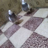 یه جفت کبوتر طوقی|پرنده|قزوین, |دیوار