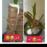 اگر میخای گل های تو خونت خوب رشد کنند بیا دایرکت|گل و گیاه طبیعی|یزد, |دیوار