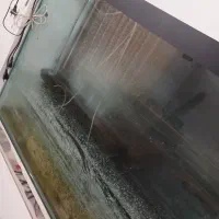 آکواریوم|ماهی|لنگرود, |دیوار