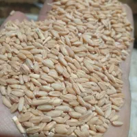 گندم سرداری