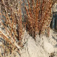 فروش  کبوده میوه گردو بادام اصلاح شده در نهالستان