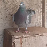 کفتر پلاکی چاپی درجه یک