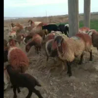 ۱۵ راس میش بره درشت
