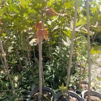 نهال سرزنی شده برای حفاظ دور باغ نهال چنار گلدونی