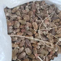 فروش کنگه غذای حیوان